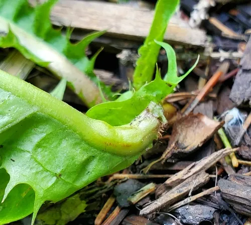dandelion gall wasp