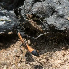 Ammophila pictipennis thumbnail 4