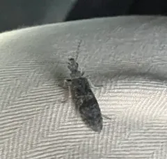 Priacma bleach beetle thumbnail 2