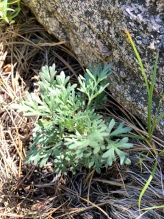 ragleaf bahia thumbnail 2