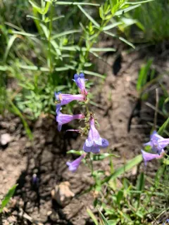 Front Range Beardtongue thumbnail 1