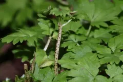 Puccinia adoxae thumbnail 1