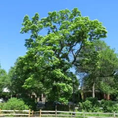 northern catalpa thumbnail 2