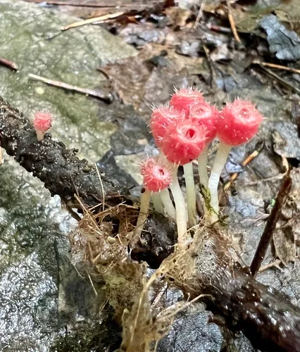 Pink Fringed Faery Cup