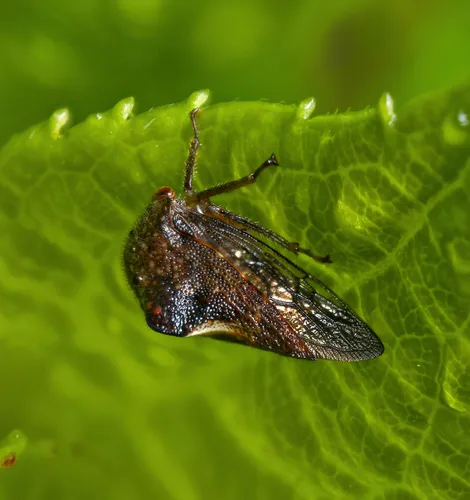 Telamona decorata
