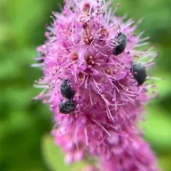 Broom Seed Beetle thumbnail 4