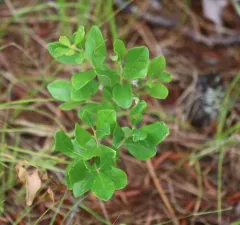 Early Lowbush Blueberry thumbnail 3
