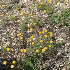 cut-leaf fleabane thumbnail 1