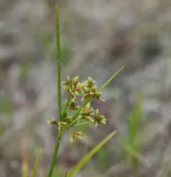 toothed flatsedge thumbnail 3