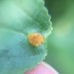 Crown Rust thumbnail 3
