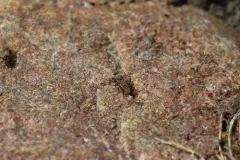 Lasiopogon quadrivittatus thumbnail 3