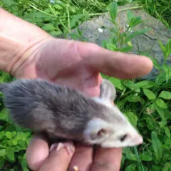 Virginia Opossum thumbnail 4