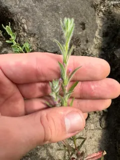 Torrey's willowherb thumbnail 3