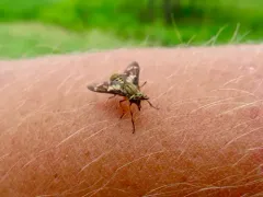 Chrysops fulvaster thumbnail 2