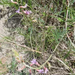 Flexible Milkvetch thumbnail 4