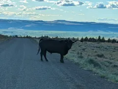 Domestic Cattle thumbnail 2