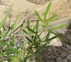 Lance-leaved scurf-pea thumbnail 3