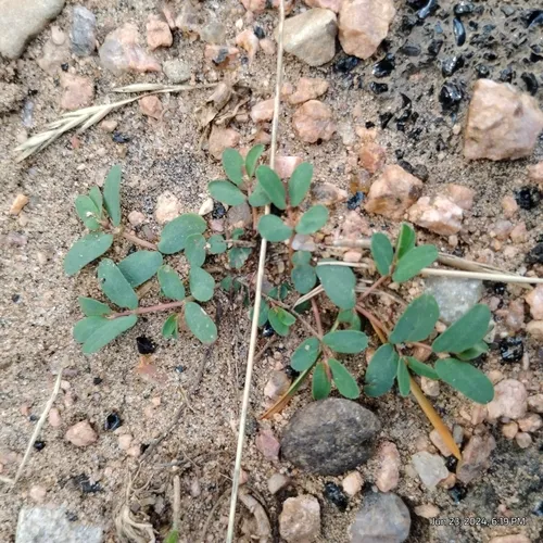 Ribseed Sandmat