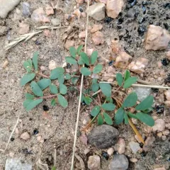 Ribseed Sandmat thumbnail 1