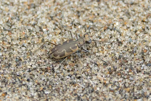 Puritan Tiger Beetle