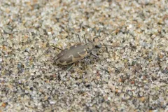 Puritan Tiger Beetle thumbnail 1