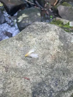 Yellow Stone thumbnail 2