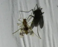 Thienemannimyia norena thumbnail 3