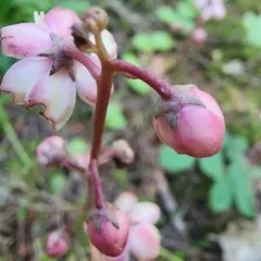 Leafless wintergreen thumbnail 2