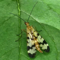 Forked Scorpionfly thumbnail 4