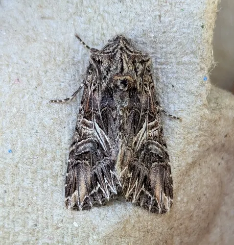 Anarta farnhami
