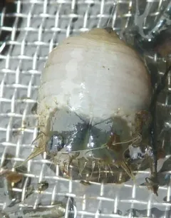 Dumbbell Worm thumbnail 3