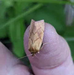 V-lined Quaker thumbnail 1
