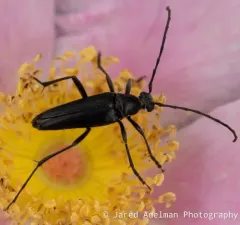 Mournful Long-horned Beetle thumbnail 3