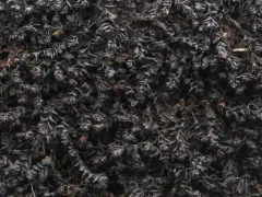 Speckled Rustwort thumbnail 4