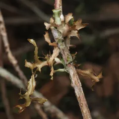Arboreal Wrinkle Lichen thumbnail 3