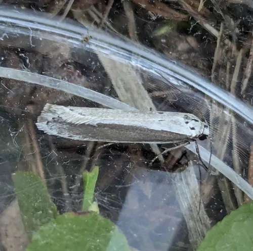 Pale-edged Ethmia Moth
