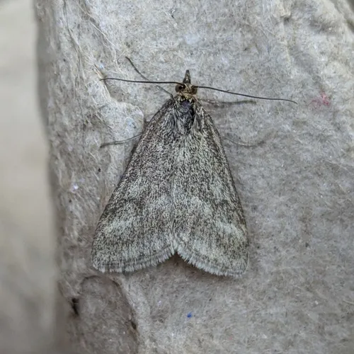 One-banded Pyrausta