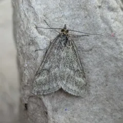 One-banded Pyrausta thumbnail 1