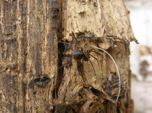 Pimoa curvata