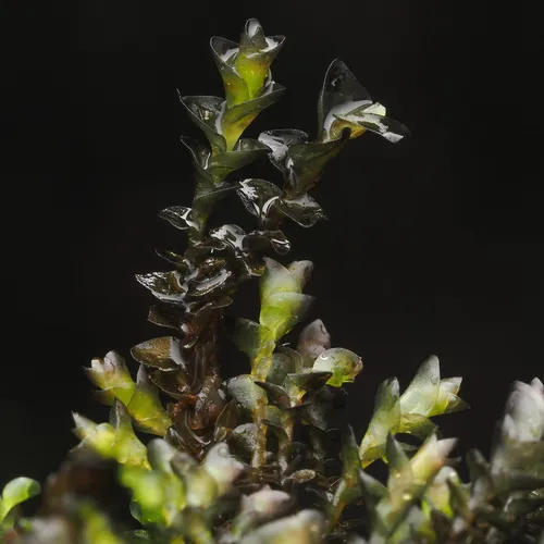 Jungermannia exsertifolia