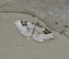 Xanthorhoe fossaria thumbnail 4