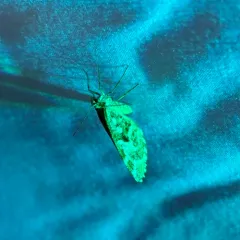 Stamnodes marmorata thumbnail 2