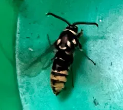 Hornet Clearwing Moth thumbnail 3
