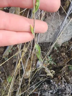 Arctic False Fissurewort thumbnail 3