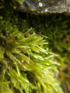 Whitish Feather-moss thumbnail 4