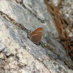 Thicket Hairstreak thumbnail 3