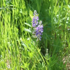 Burke's Lupine thumbnail 2