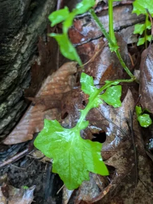 Wall Lettuce