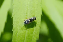 Oxycera albovittata thumbnail 3