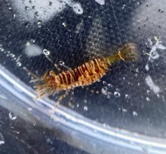 Barred Shrimp thumbnail 4